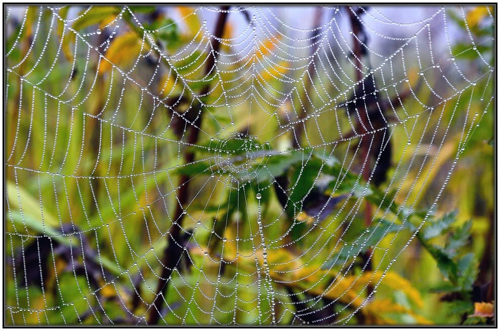 Роса на паутине - Максим Сорокин