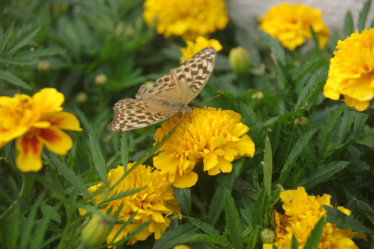 Бабочка на цветке - Сергей Швечков