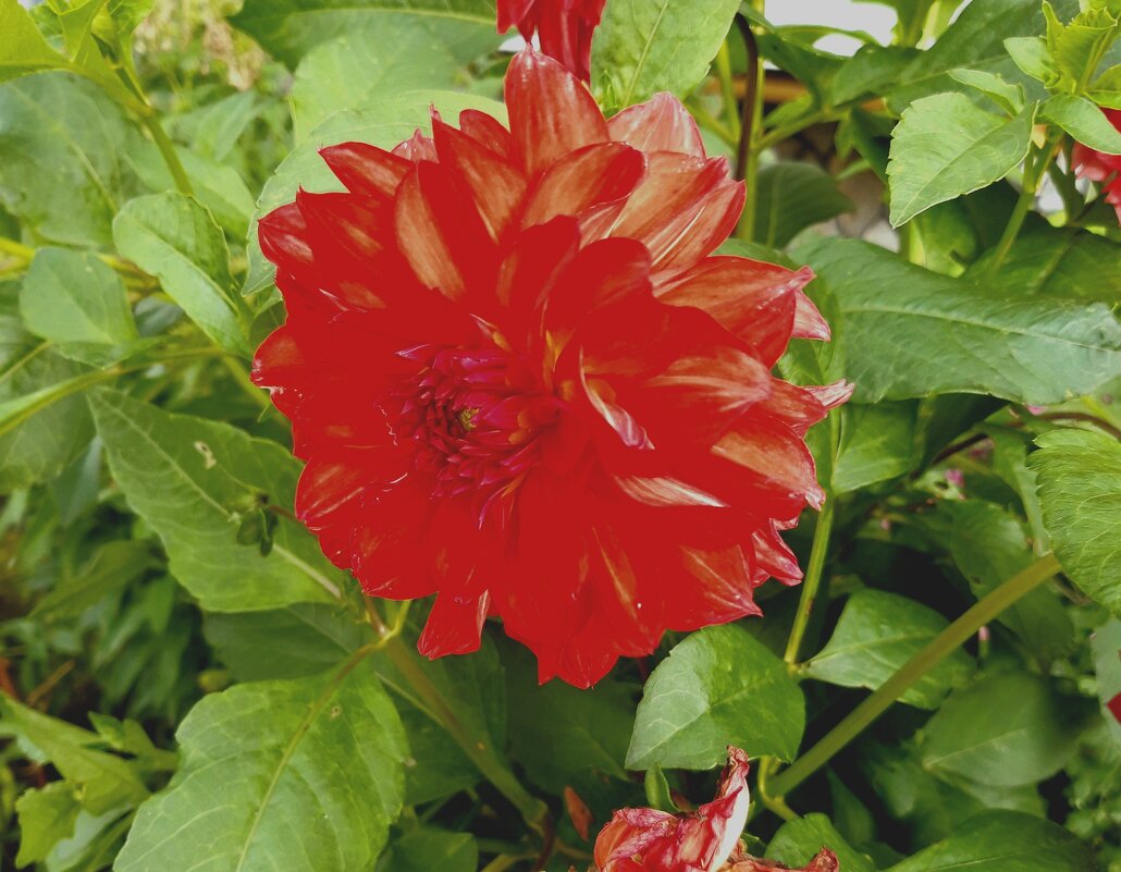 Август. - Венера Чуйкова Август. - Венера Чуйкова