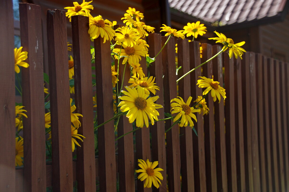 Цветы за штакетником - Сергей Швечков Цветы за штакетником - Сергей Швечков