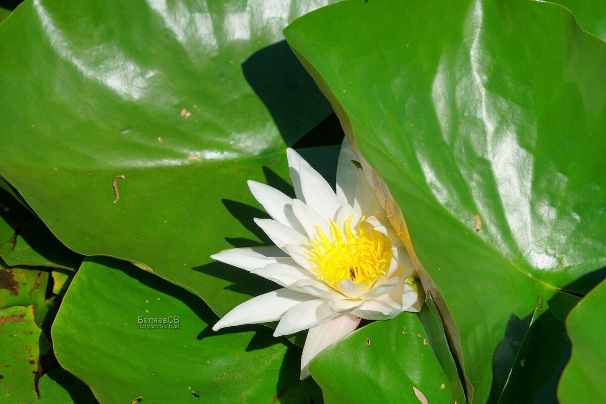 Выглянула или спряталась? - Сергей Беляев