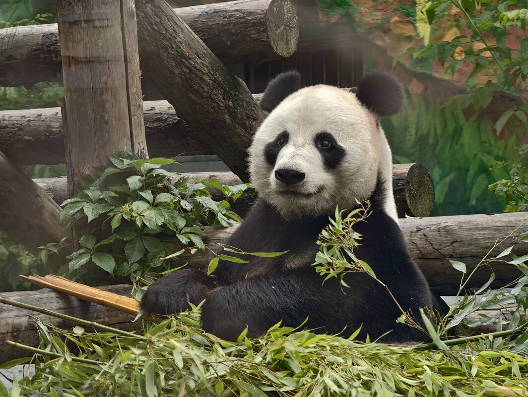 Панда Жуи - <<< Наташа >>> Панда Жуи - <<< Наташа >>>