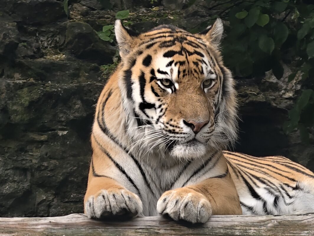 Амурский тигр - <<< Наташа >>>