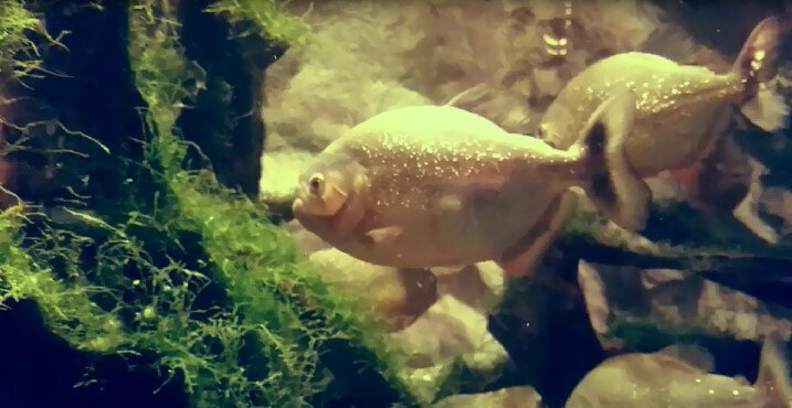 112 (208) - СТРЕН 