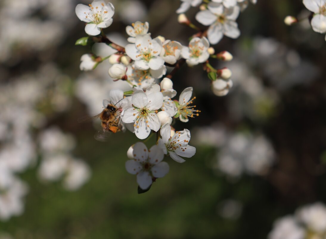 Весной - Хватова Марина 