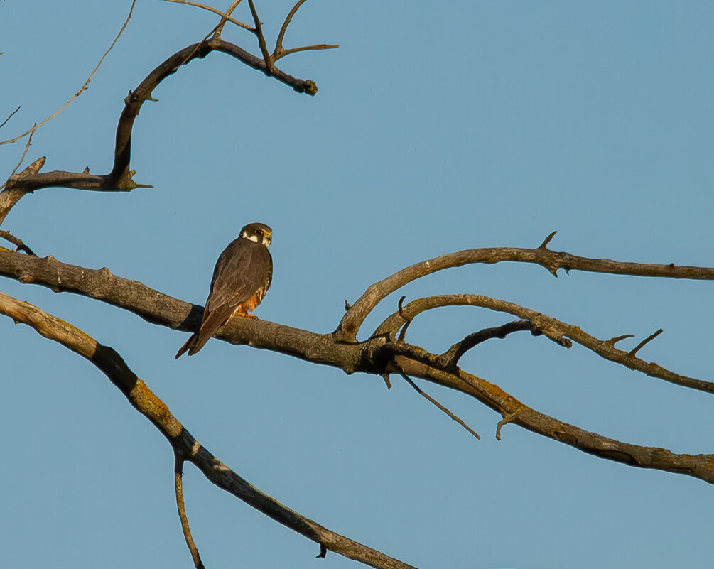 Чеглок. - Yuri Chudnovetz