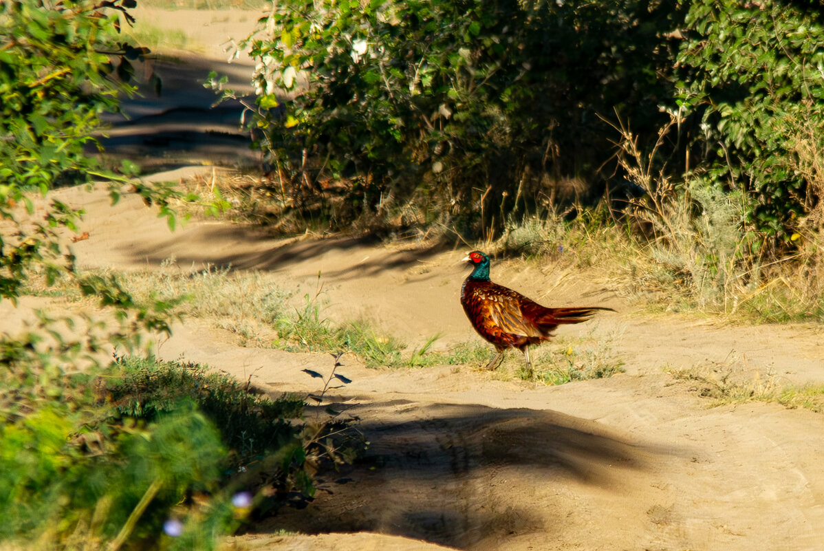 Обыкновенный фазан. - Yuri Chudnovetz
