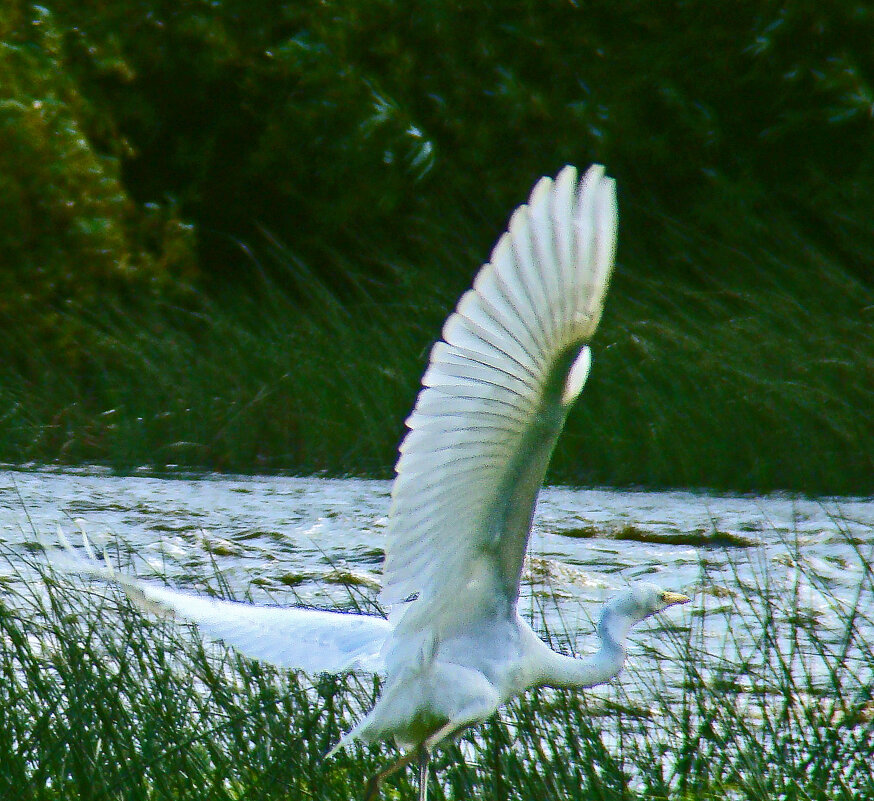 большая белая цапля - gawrilа - dan