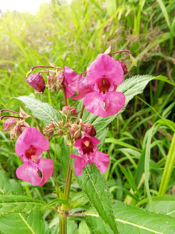 Недотрога - Сапсан 