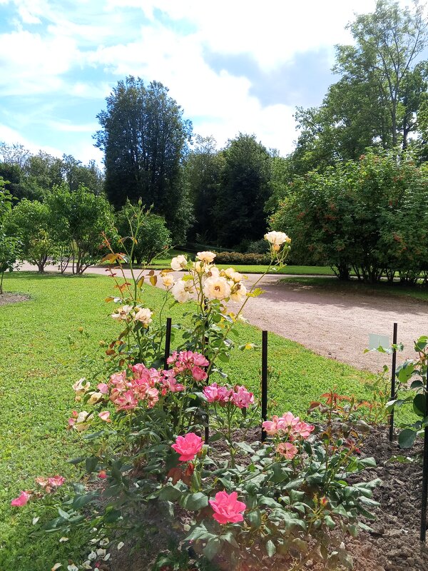 Розы - Сапсан 