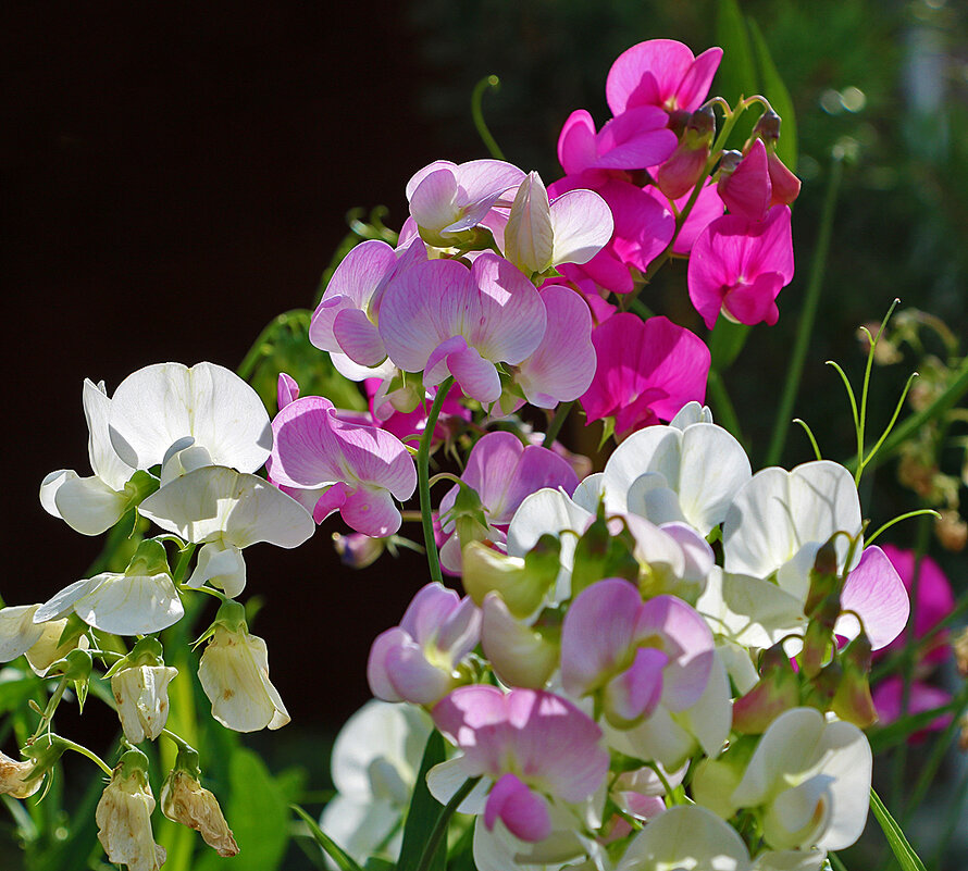 Разноцветье душистого горошка - Светлана 