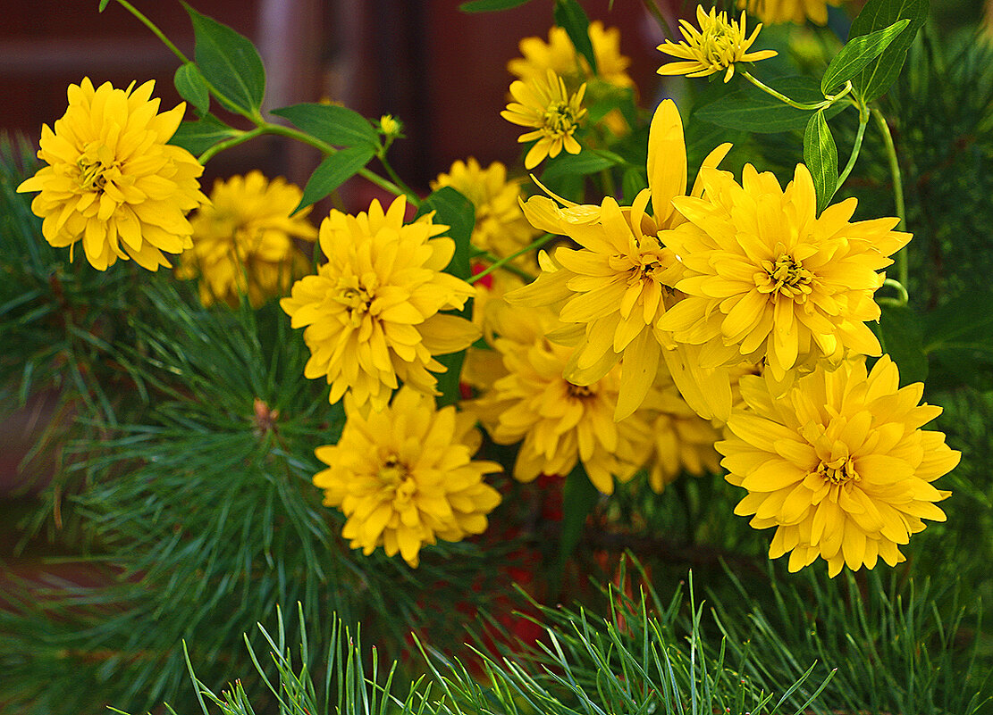 Золото августа - Светлана 