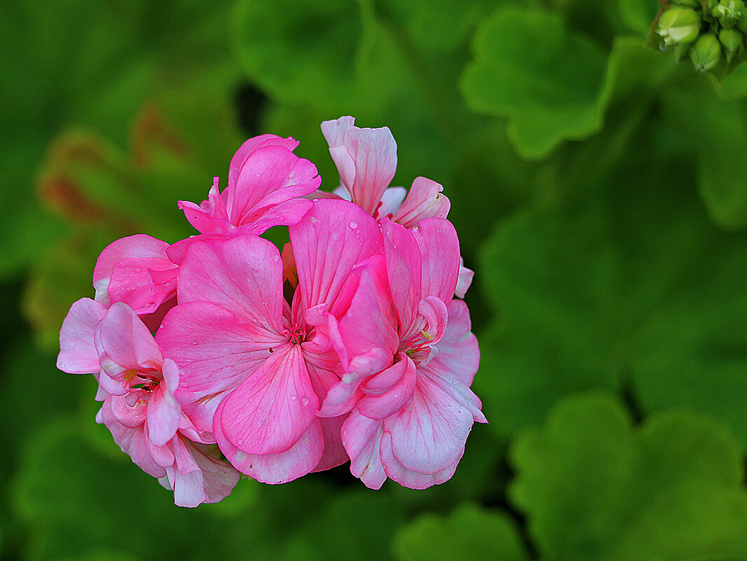 Пеларгония розовая - Светлана 