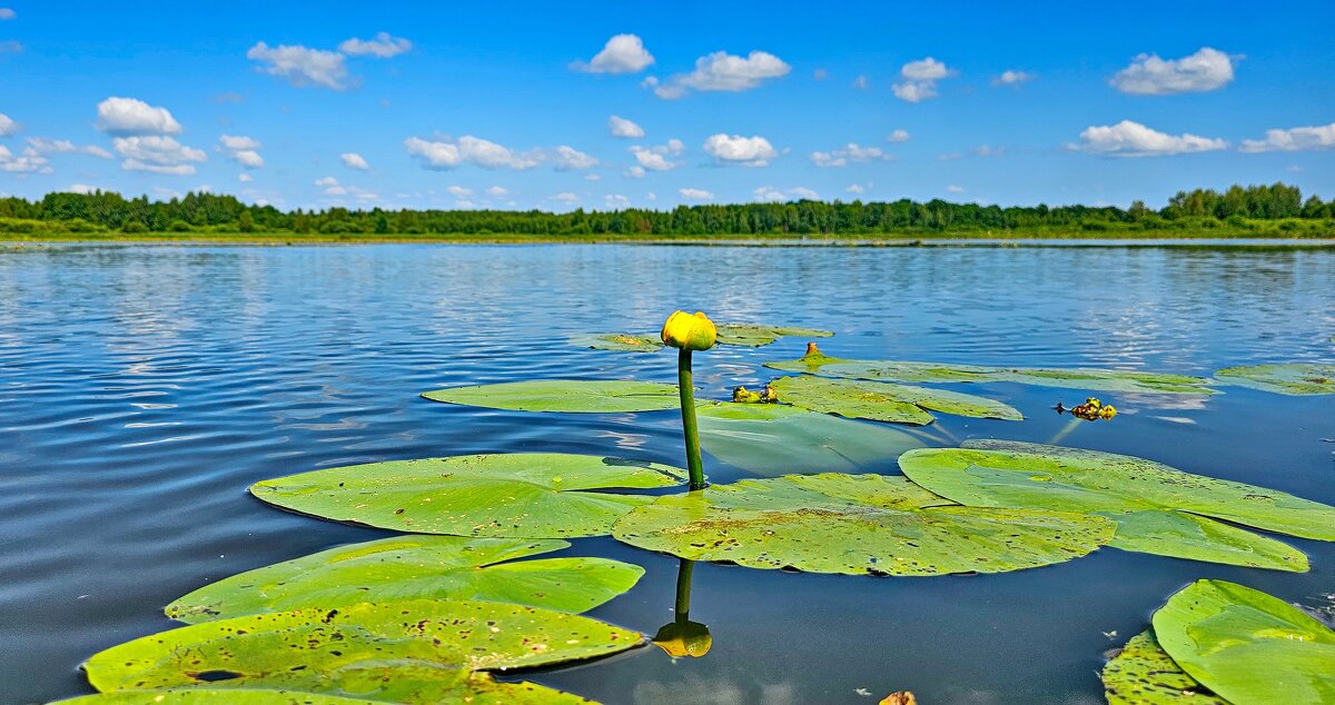 Река Солоница - Михаил Свиденцов