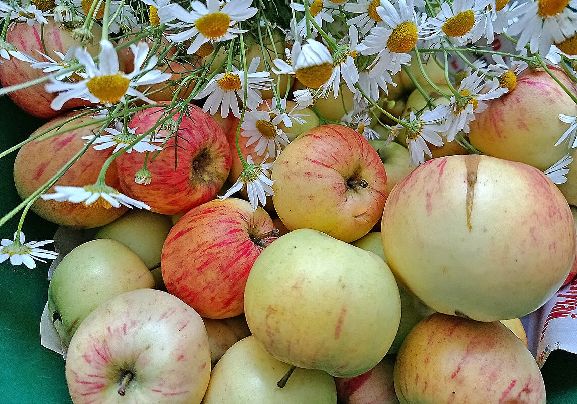 С Яблочным Спасом, друзья! - Валентина Нефёдова С Яблочным Спасом, друзья! - Валентина Нефёдова