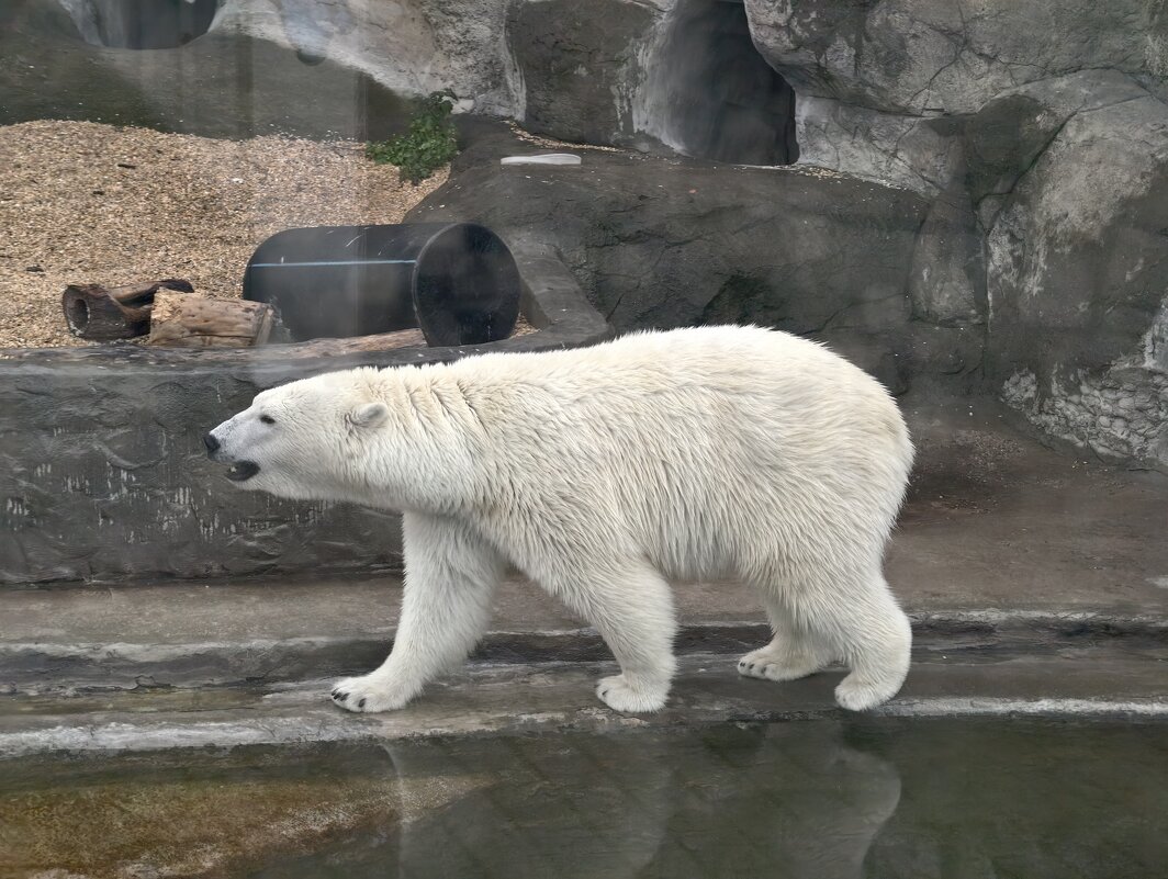 Белая медведица Айка - <<< Наташа >>>