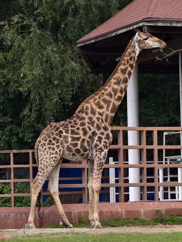 Жираф - <<< Наташа >>>