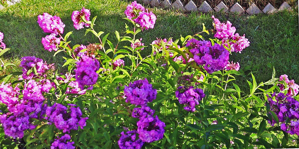 Август ..Цветы у Храма! - Владимир 