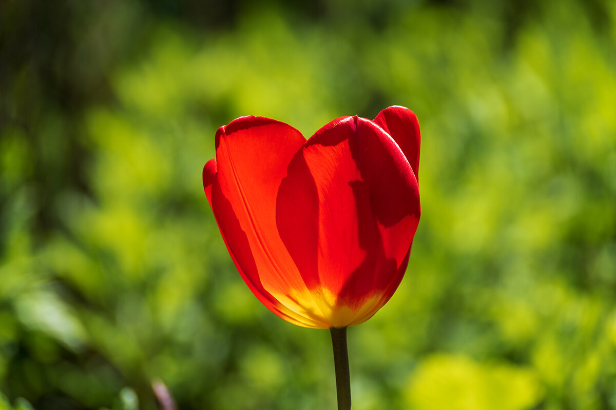 *** - Игорь Сикорский