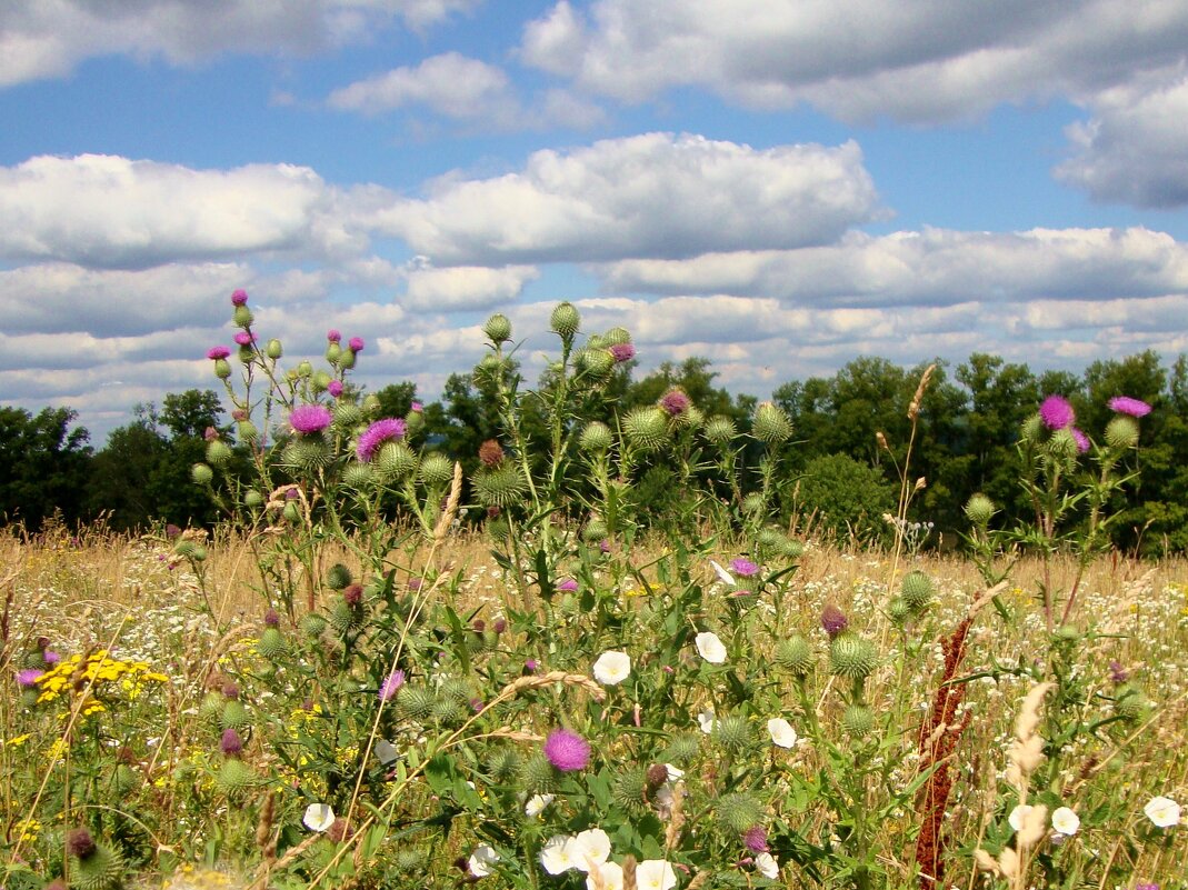 дикие травы в августе... - Галина Флора дикие травы в августе... - Галина Флора