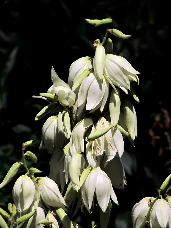 Летние цветы - Роман Савоцкий