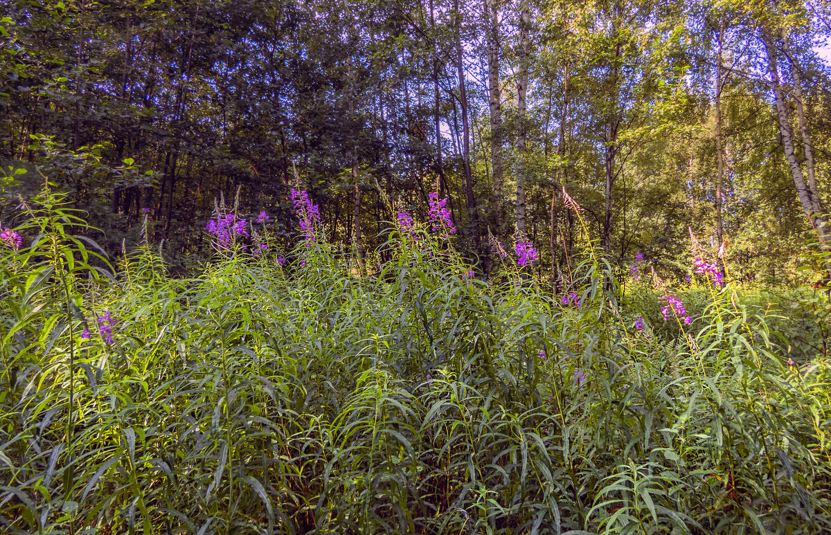 Цветет иван-чай - Сергей Цветков
