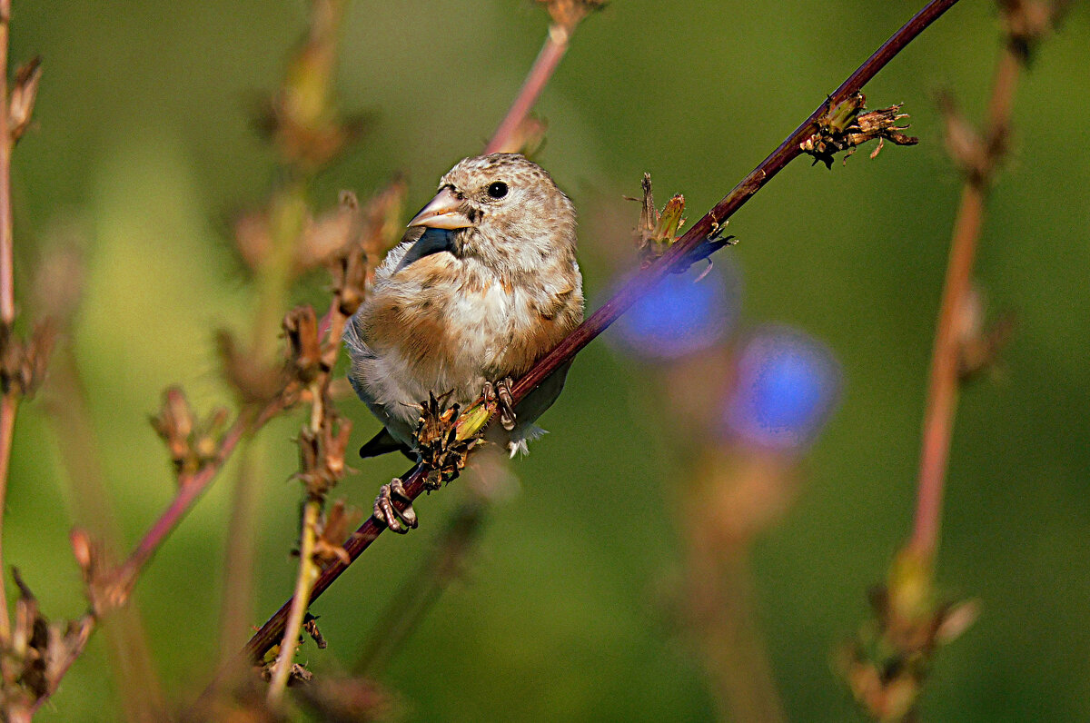 Молодой щегол - Лина 