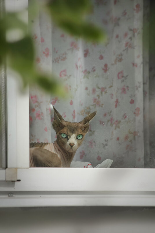 Сидит кошка на окошке, улыбается в усы. Может быть, сегодня кошке дали вкусной колбасы? - Татьяна Бравая