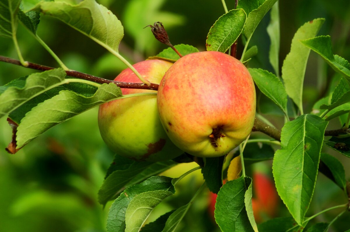 Яблочный Спас - Юрий. Шмаков