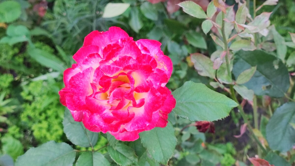 ,,, - Сергей Тимоновский