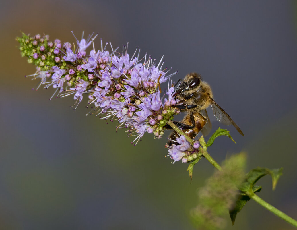 Пчела... - Александр Посошенко