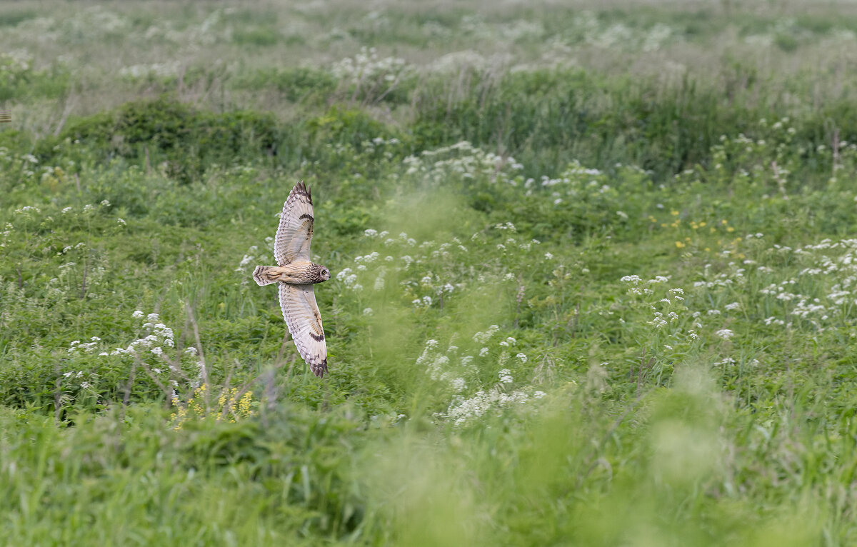сова болотная - юрий макаров