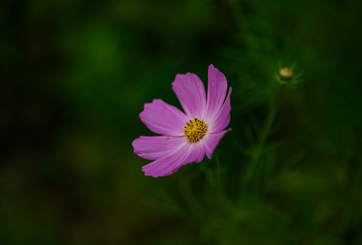 Волшебная космея. - Sergey (Apg)