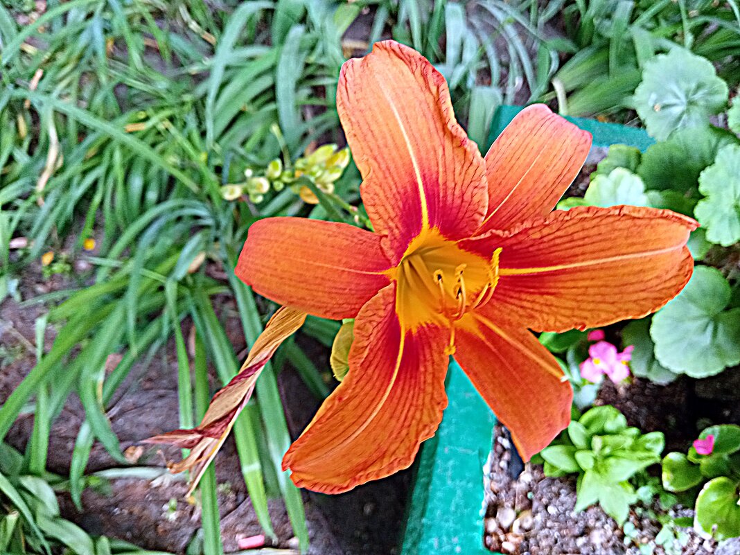 Цветы. - Владимир Драгунский Цветы. - Владимир Драгунский