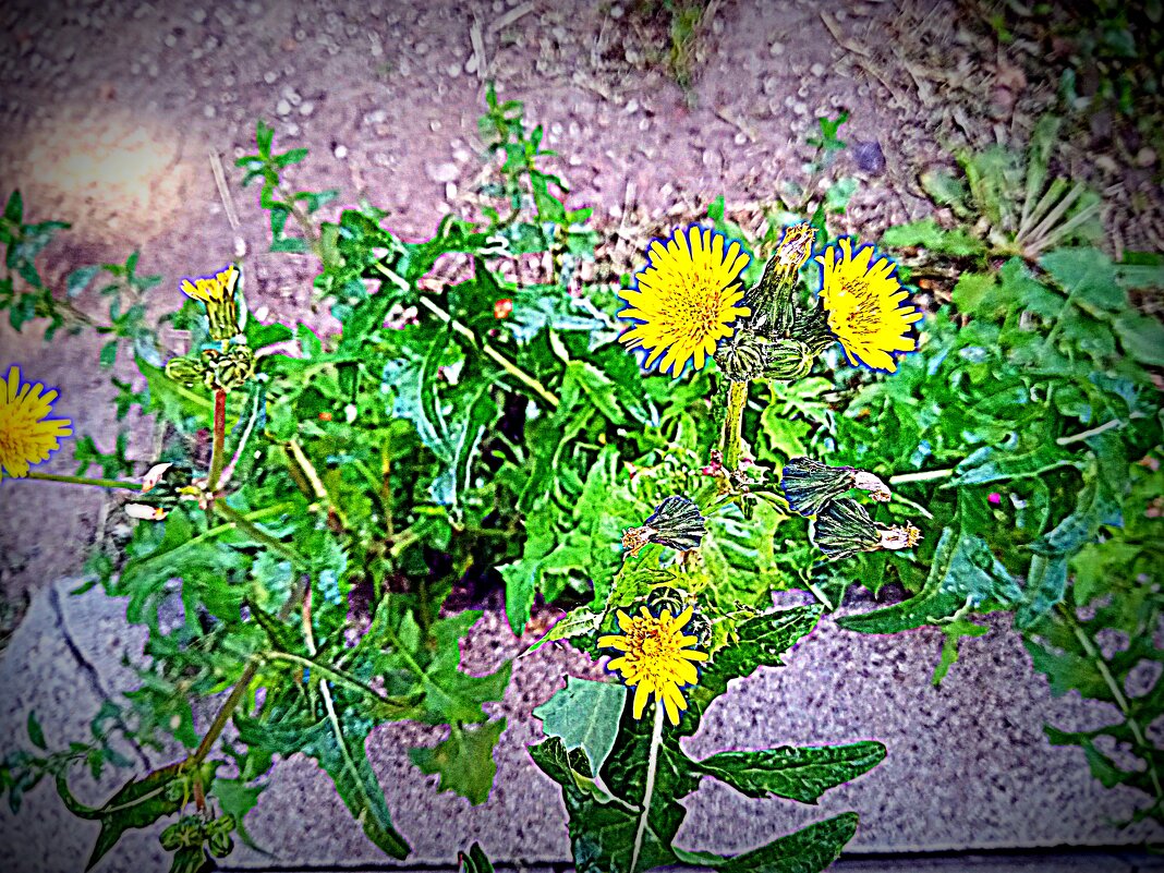 Цветы. - Владимир Драгунский