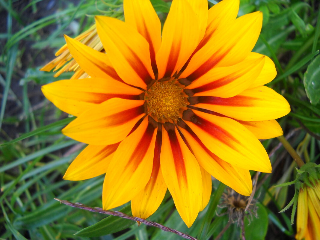 Газания - Victoria Газания - Victoria