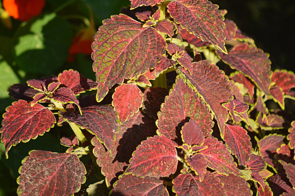 Колеус в саду - Татьяна Лютаева