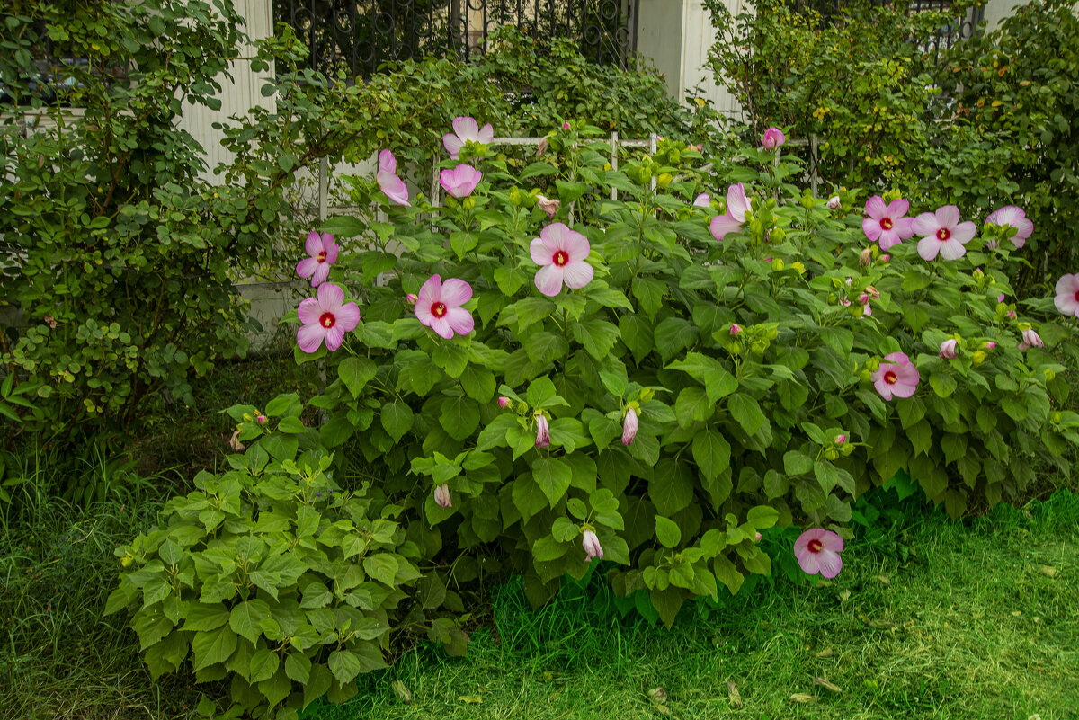 Сирийсая мальва - Анатолий Чикчирный