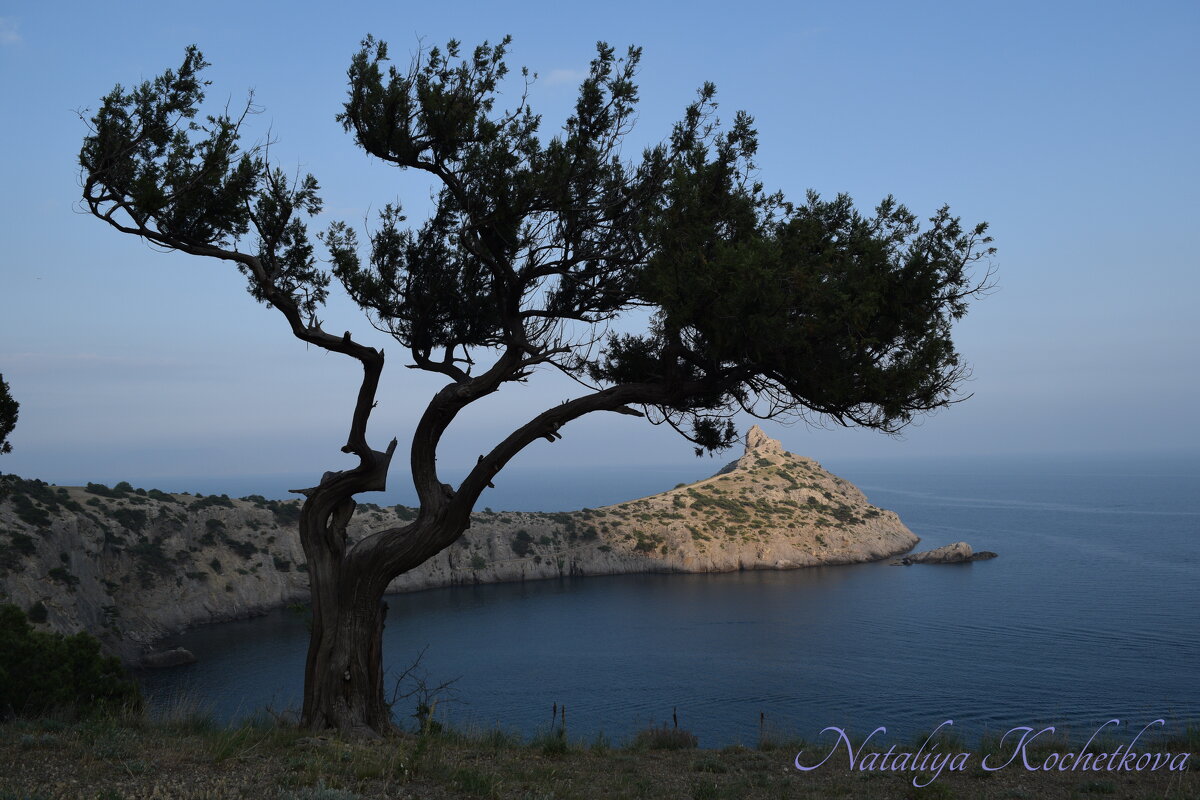 Природа Крыма - Amazing Cosmea