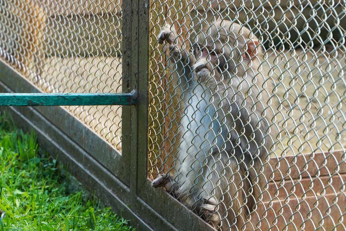 ОЖИДАЕТ_ЧЕГО-ТО - Сергей Янович Микк