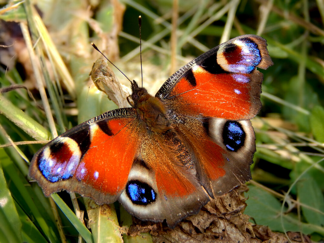 Ах лето ... - Александр Ковальчук Ах лето ... - Александр Ковальчук