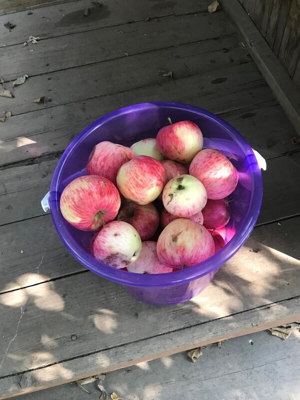 ЯБЛОЧНЫЙ СПАС! - Елена Семигина