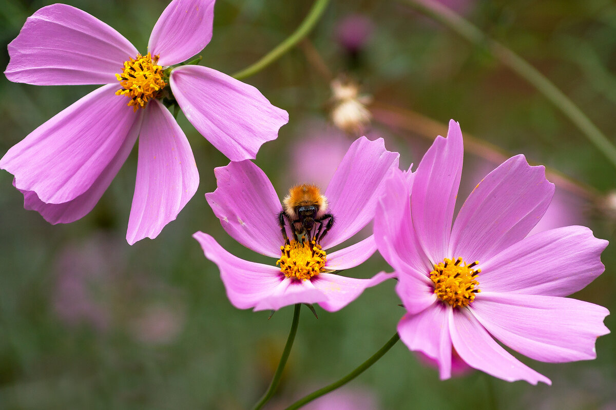 Космея - IRinA*** 