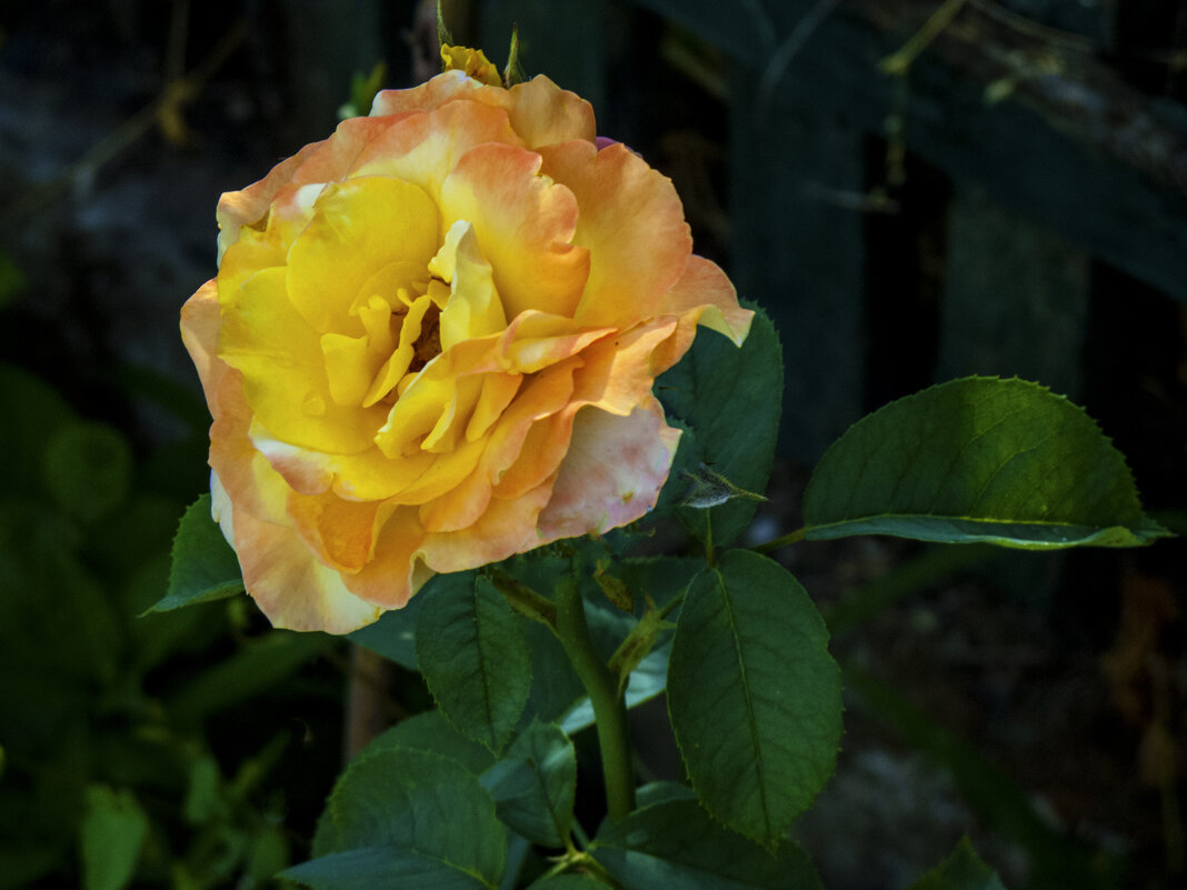 Роза  Магия - Валентин Семчишин