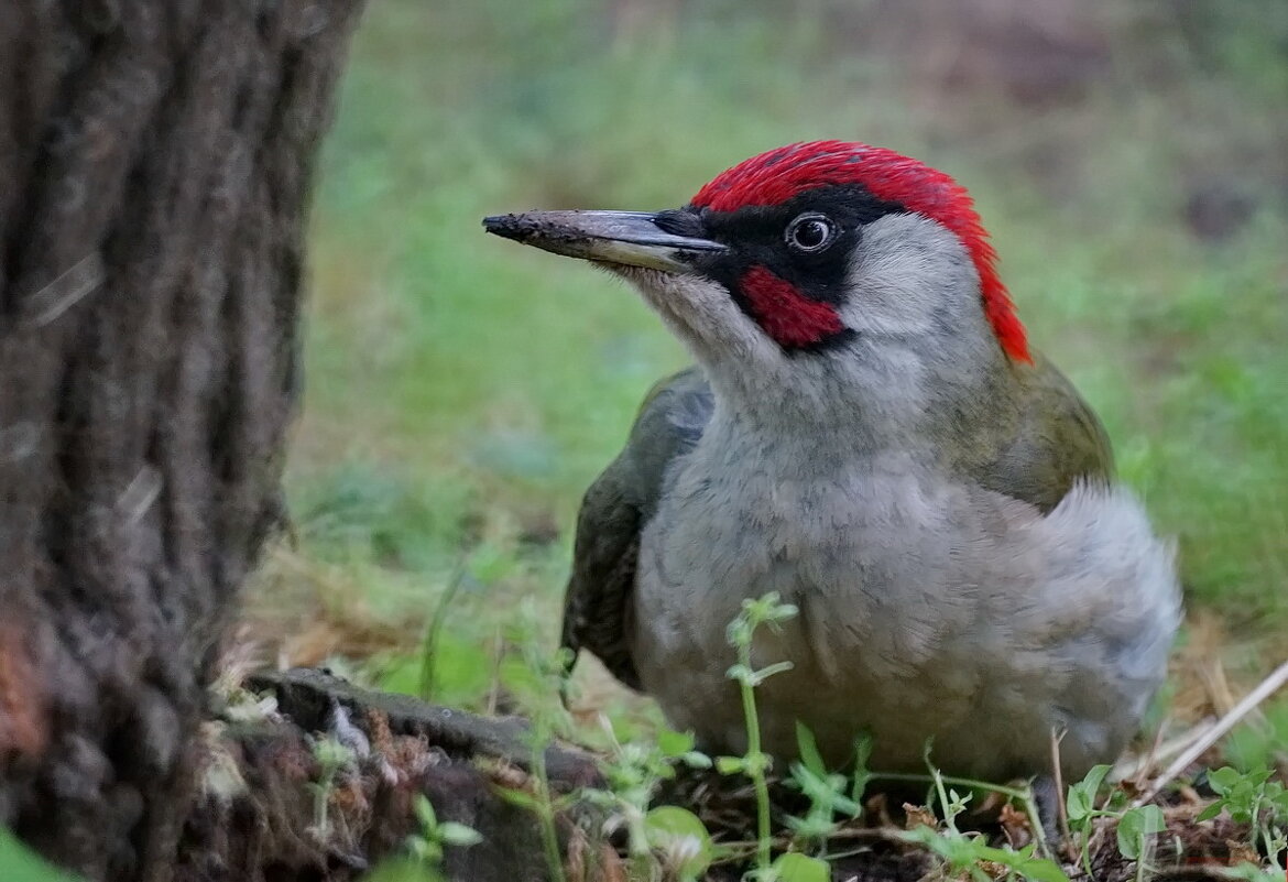 Важная персона... - Николай Саржанов