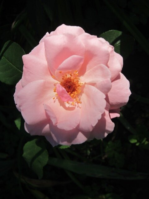 Цветок шиповника - Дмитрий Никитин