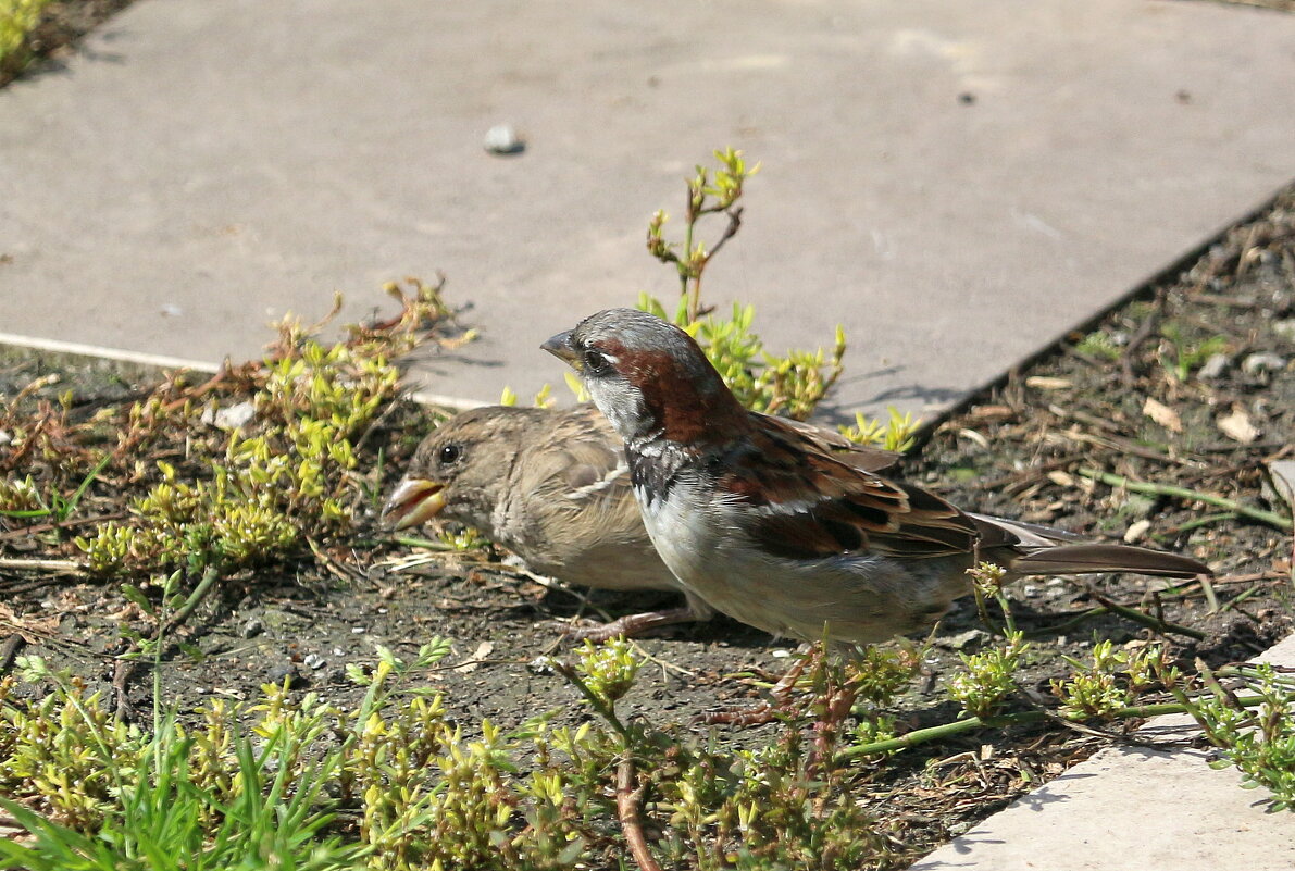 под моим окном... - Андрей Катков под моим окном... - Андрей Катков