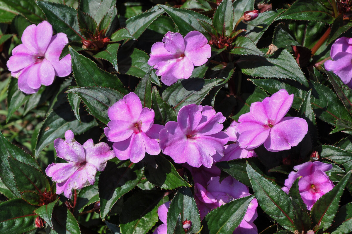 Бальзамин - Татьяна Машошина