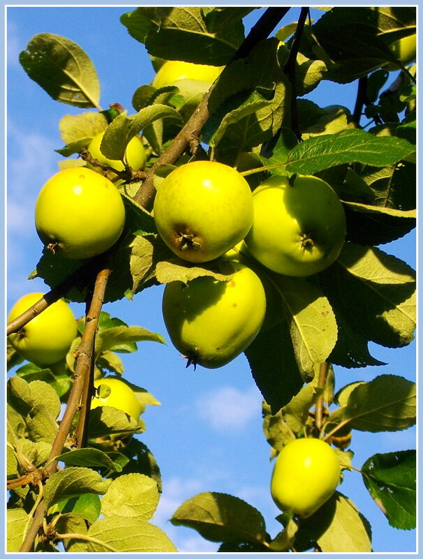 С Преображением Господним! С яблочным Спасом! - Лия ☼