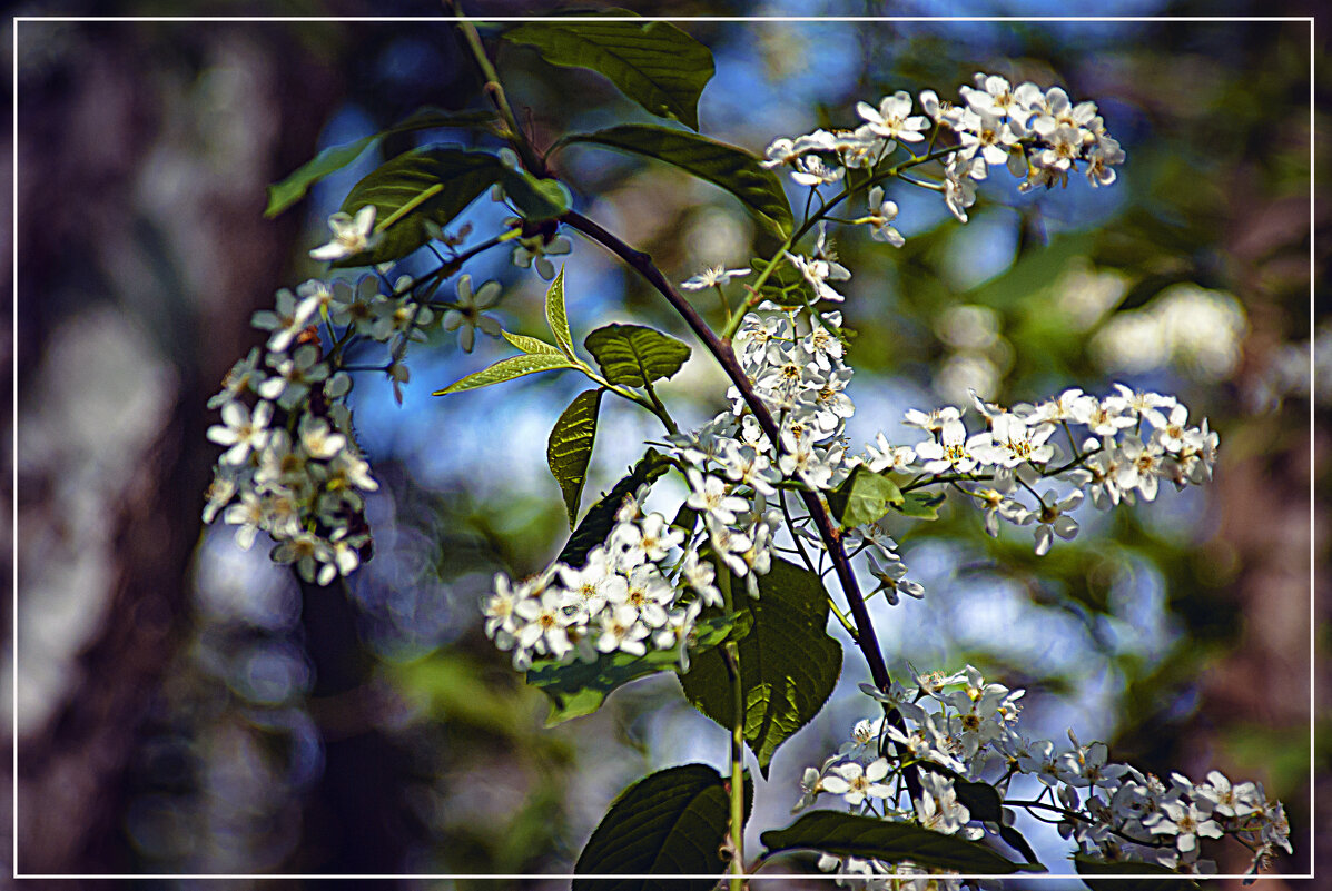 Цветение - Владимир Кроливец